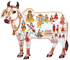भारतीय गाय